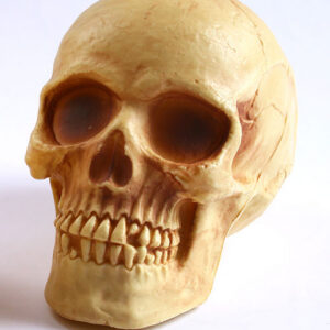 8403 Skull 8" Skull
