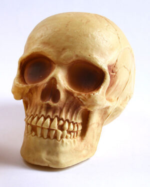 8" Skull